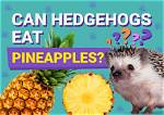 Can Hedgehogs Eat Pineapple? Facts & Faq
