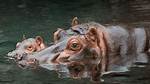 Can Hippos Live in Florida