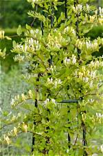 Can Honeysuckle Grow in Michigan