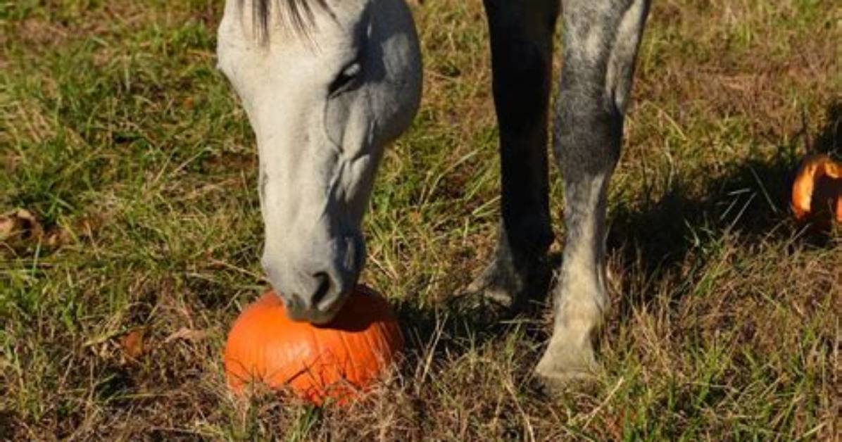 Can Horses Eat Pumpkin? Diet & Health Advice