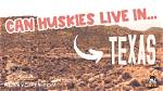 Can Huskies Survive in Texas