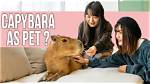 Can I Have a Capybara as a Pet in Ohio