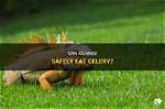 Can Iguanas Eat Celery? What You Need to Know