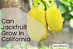 Can Jackfruit Grow in Northern California