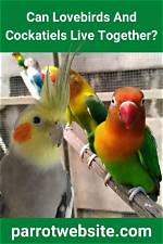 Can Lovebirds and Cockatiels Live Together in One Cage? Avian Facts