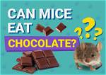 Can Mice Eat Chocolate? What You Need to Know