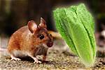 Can Mice Eat Lettuce? What You Need to Know