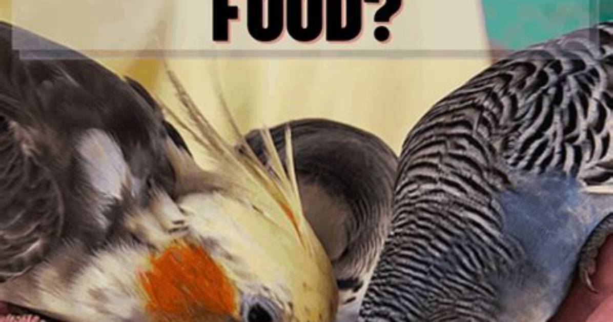 Can Parakeets Eat Cockatiel Food? What You Need to Know