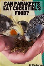 Can Parakeets Eat Cockatiel Food? What You Need to Know
