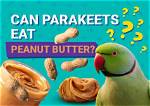 Can Parakeets Eat Peanut Butter? Vet-Reviewed Nutritional Info You Need to Know!