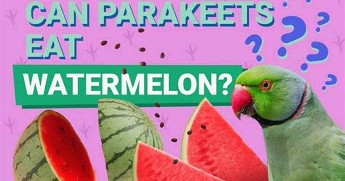 Can Parakeets Eat Watermelon? Vet-Reviewed Facts & Info You Need to Know | Pangovet