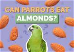 Can Parrots Eat Almonds? What You Need to Know