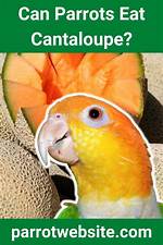 Can Parrots Eat Cantaloupe? What You Need to Know