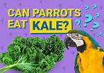 Can Parrots Eat Kale? Nutrition & Health Facts