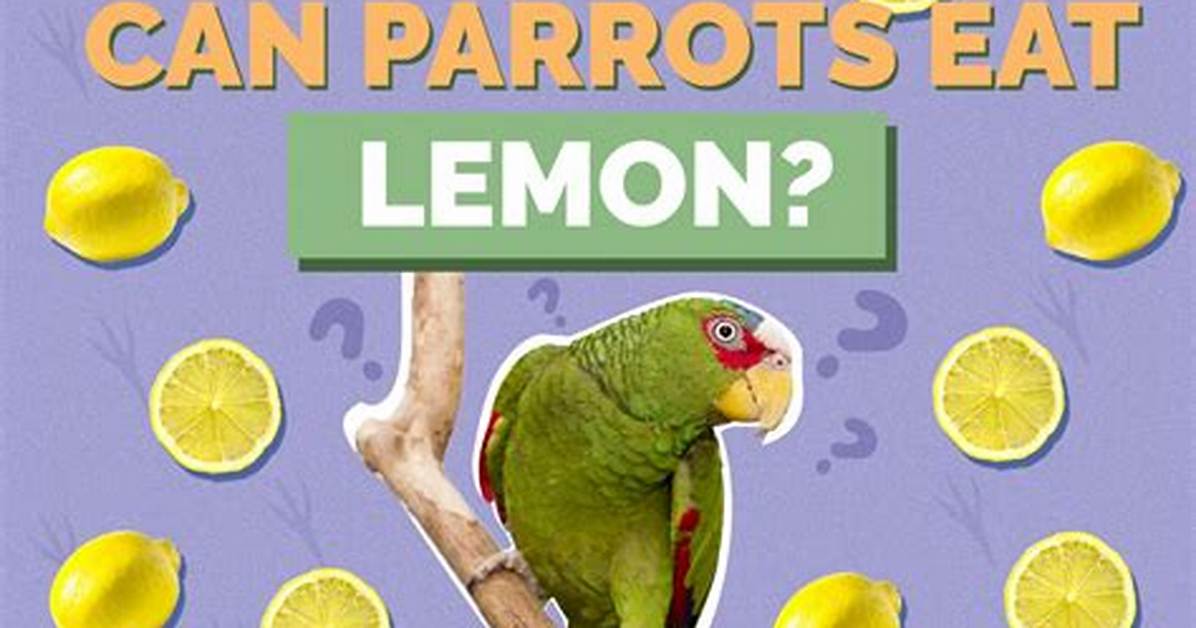 Can Parrots Eat Lemons? Facts & Faq