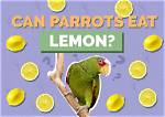 Can Parrots Eat Lemons? Facts & Faq