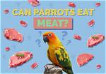 Can Parrots Eat Meat? What You Need to Know