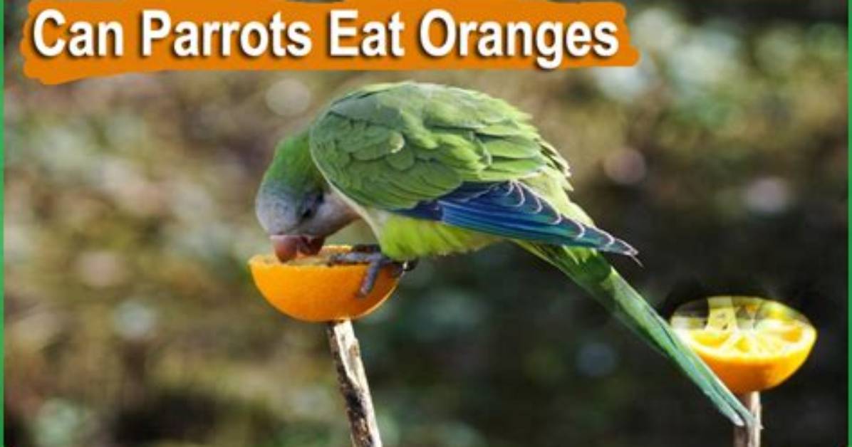Can Parrots Eat Oranges? What You Need to Know | Pangovet