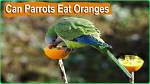 Can Parrots Eat Oranges? What You Need to Know