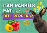 Can Rabbits Eat Bell Pepper? Safety Facts & Faq
