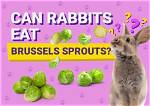 Can Rabbits Eat Brussels Sprouts? Safety Facts & Faq