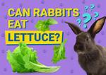 Can Rabbits Eat Lettuce? Nutritional Facts & Faq