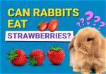 Can Rabbits Eat Strawberries? Vet-Verified Nutrition Facts & Faq | Pangovet