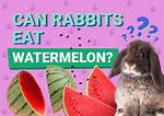 Can Rabbits Eat Watermelon? Vet-Reviewed Safety Facts & Faq