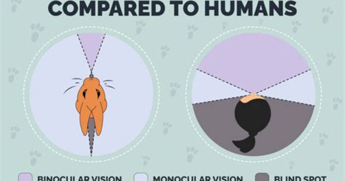 Can Rabbits See Colors? Vet Approved Facts & Info | Pangovet