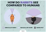 Can Rabbits See Colors? Vet Approved Facts & Info | Pangovet