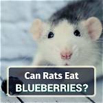 Can Rats Eat Blueberries? All You Need to Know