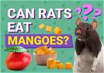 Can Rats Eat Mangoes? What You Need to Know