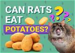Can Rats Eat Potatoes? Our Vet Answers