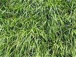 Can Rye Grass Grow in Florida