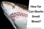 Can Sharks Smell Period Blood in Florida