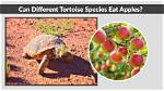 Can Tortoises Eat Apples? What You Need to Know