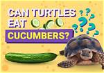 Can Turtles Eat Cucumbers? Our Vet Answers & Explains