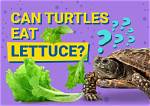 Can Turtles Eat Lettuce? Vet-Approved Nutritional Science & Info