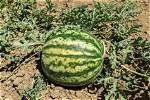 Can Watermelon Grow in Michigan