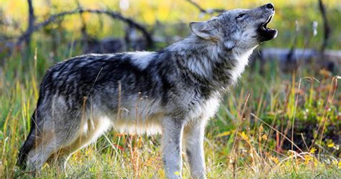 Can Wolves Live in Florida