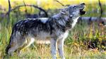 Can Wolves Live in Florida