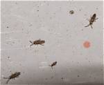 Can You Find the Springtails in Your Yard?