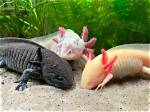 Can You Have an Axolotl as a Pet in Pennsylvania