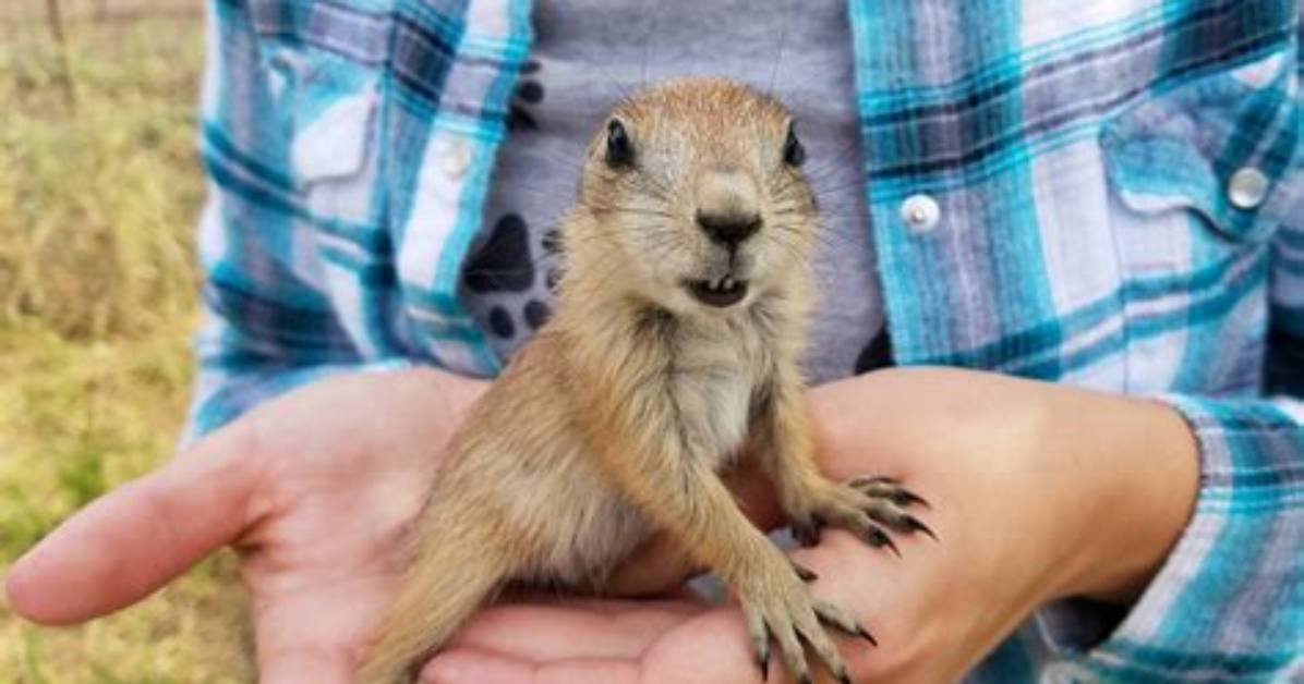 Can You Own a Prairie Dog in New York