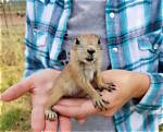 Can You Own a Prairie Dog in New York