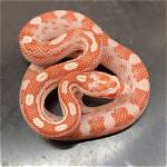 Candy Cane Corn Snake: Facts, Info & Care Guide (With Pictures)