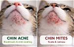 Cat Chin Mites vs Chin Acne: How Do I Tell the Difference? Our Vet Explains | Pangovet