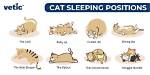 Cat Sleeping Positions: a Guide to the Cute Ways Cats Doze