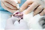 Cat Teeth Cleaning: Is It Necessary? (Vet Approved Advice)