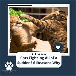Cats Fighting All of a Sudden? 6 Possible Reasons Why | Pangovet